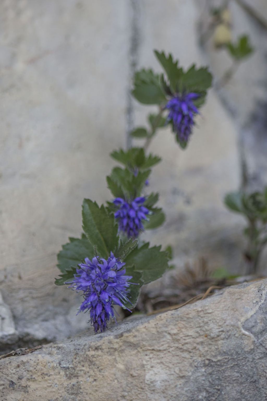 Paederota bonarota (Plantaginaceae)